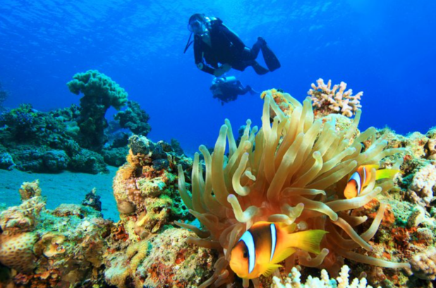 Menyelam di Laut Merah