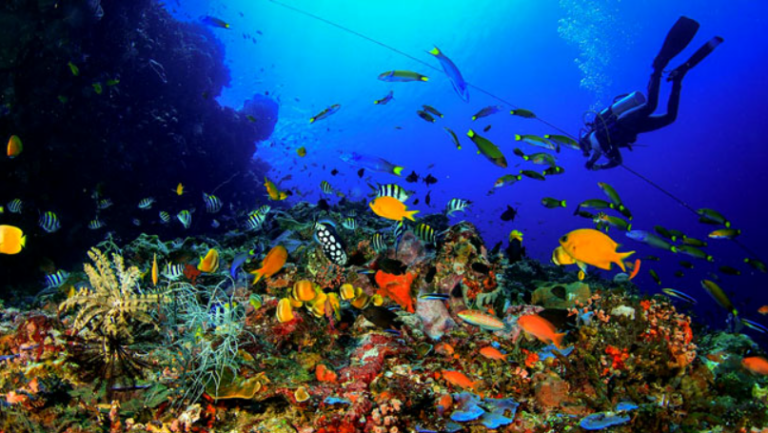 7 Tempat diving terbaik di Indonesia